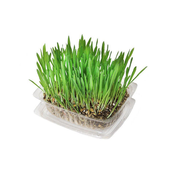 Kunduchi Super Grass Food Supplement