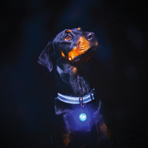 Rogz Roglite Collar Pendant Light