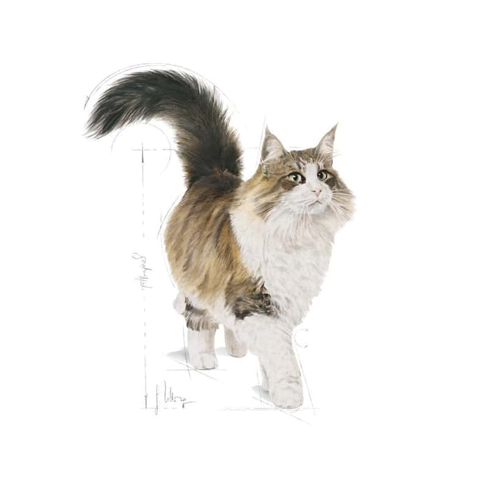 ROYAL CANIN Adult Instinctive in Gravy Wet Cat Food (12 x 85g)