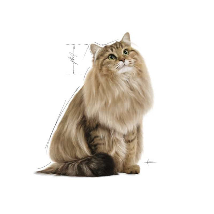 ROYAL CANIN Digest Sensitive Gravy Adult Wet Cat Food (12 x 85g)