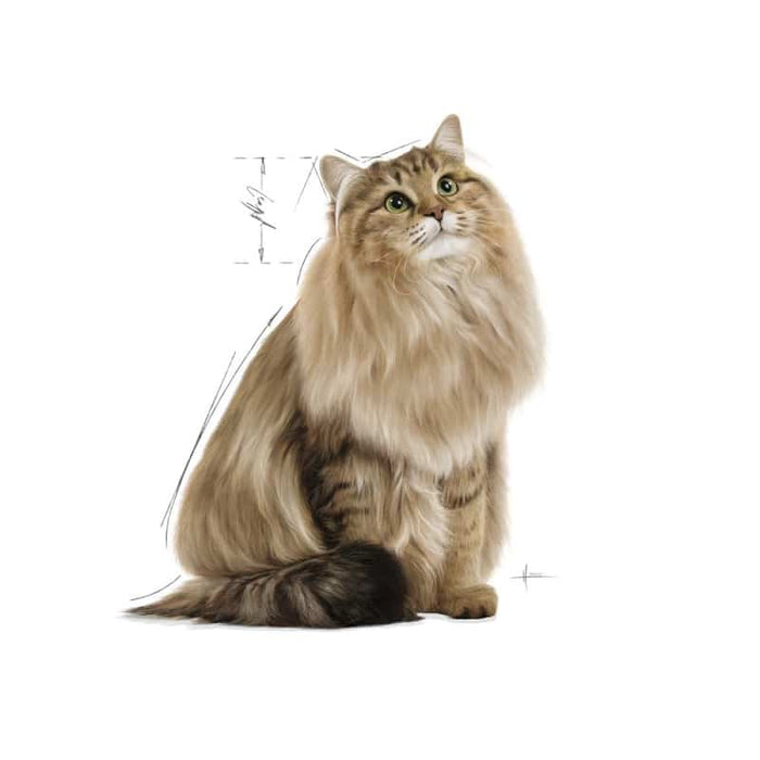 ROYAL CANIN Hairball Care Gravy Adult Wet Cat Food (12 x 85g)