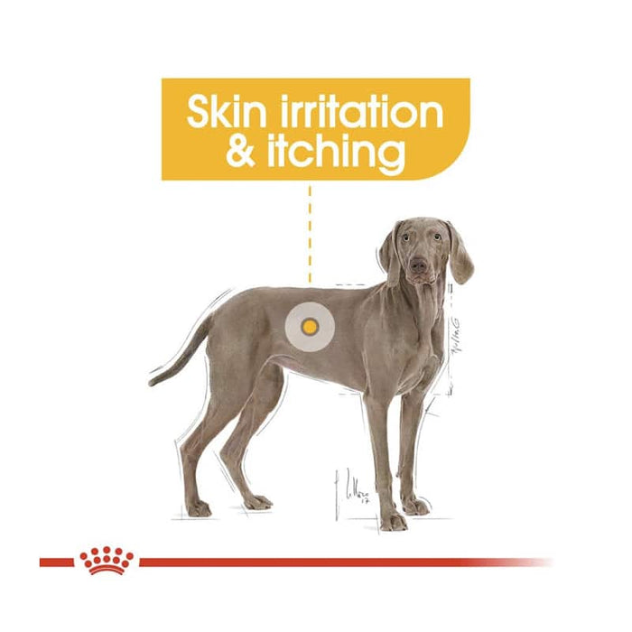 Royal Canin Maxi Dermacomfort Dog Food Dry