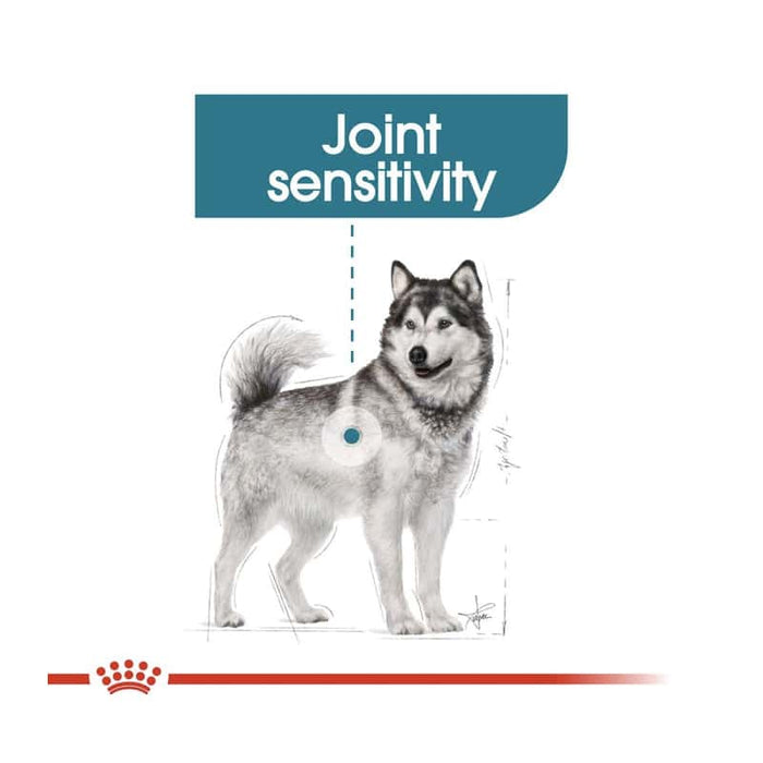 Royal Canin Maxi Joint Care Dog Food Dry