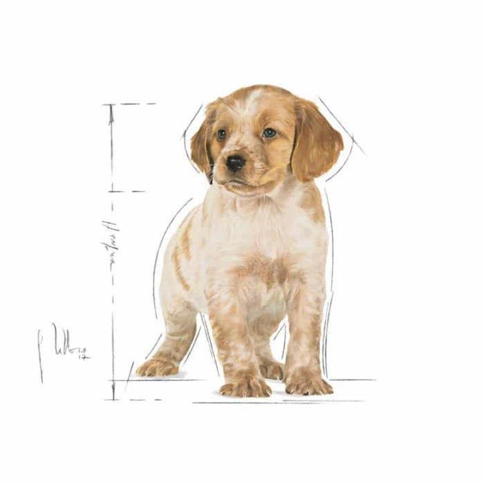 ROYAL CANIN Medium Wet Puppy Food (10 x 140g)