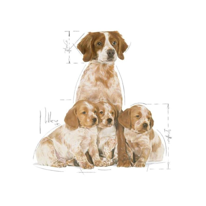Royal Canin Medium Starter Mother and Baby Dog Food Dry
