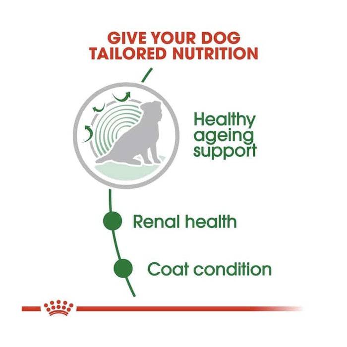 ROYAL CANIN Mini Adult Ageing 12+ Wet Dog Food (12 x 85g)