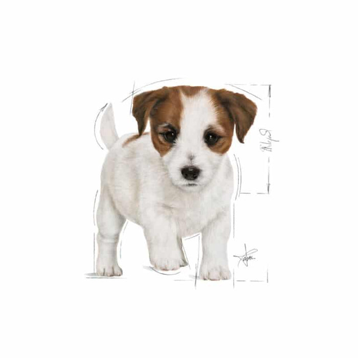ROYAL CANIN Mini Wet Puppy Food (12 x 85g)
